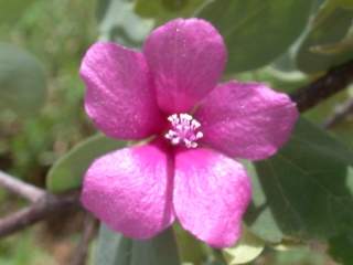 Humbertiella decaryi, flower