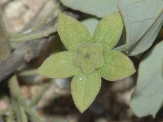 Humbertiella decaryi, fruit