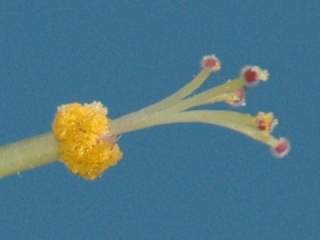 Humbertiella henrici, stamens and styles