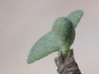 Humbertiella quararibeioides, leaf and flower bud