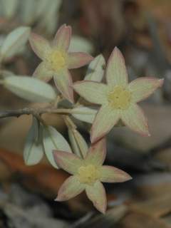 Humbertiella tormeyae, fruits