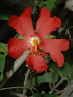 Kosteletzkya reflexiflora, flower
