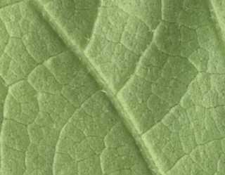 Macrostelia species, leaf (underside, detail)