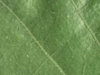 Macrostelia species, leaf (upper side, detail)