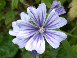 Malva sylvestris 'Marina' flower