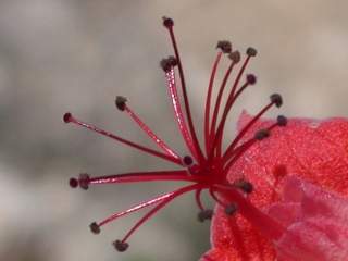 Megistostegium microphyllum, stamens