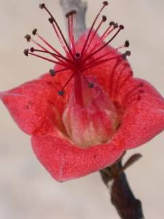 Megistostegium microphyllum, flower