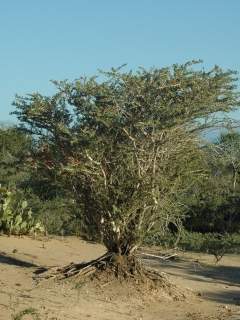 Megistostegium microphyllum, in flower