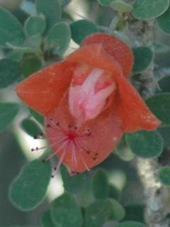 Megistostegium microphyllum, flower