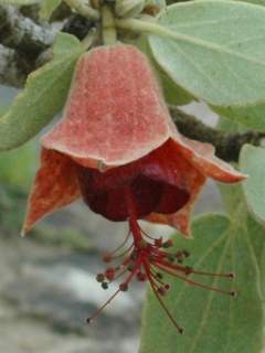 Megistostegium perrieri, flower