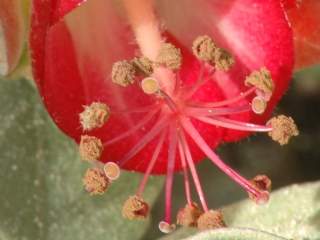 Megistostegium perrieri, stamens and styles