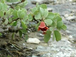 Megistostegium perrieri, flowering shoot