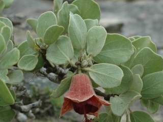 Megistostegium perrieri, foliage and flower