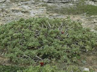 Megistostegium perrieri, shrub