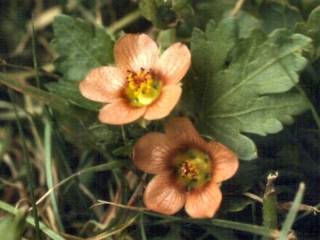 Modiola carolinana, pair of flowers