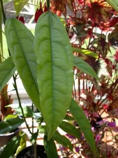 Pavonia gledhillii, flower