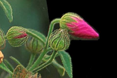 Pavonia harleyi, buds