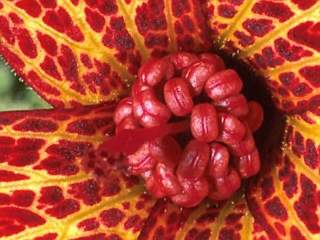 Pavonia harleyi, style and stamens