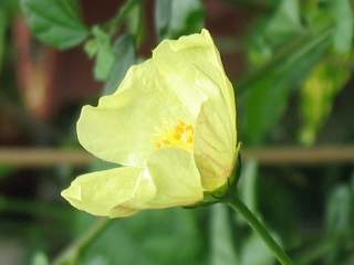 Pavonia praemorsa, flower