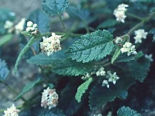 Rulingia prostrata, flowers