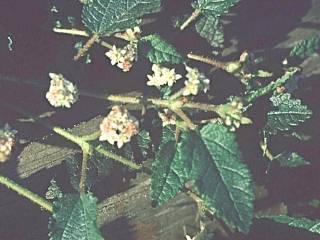 Rulingia prostrata, flowers