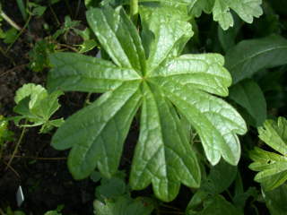 Sidalcea candida, intemediate leaf
